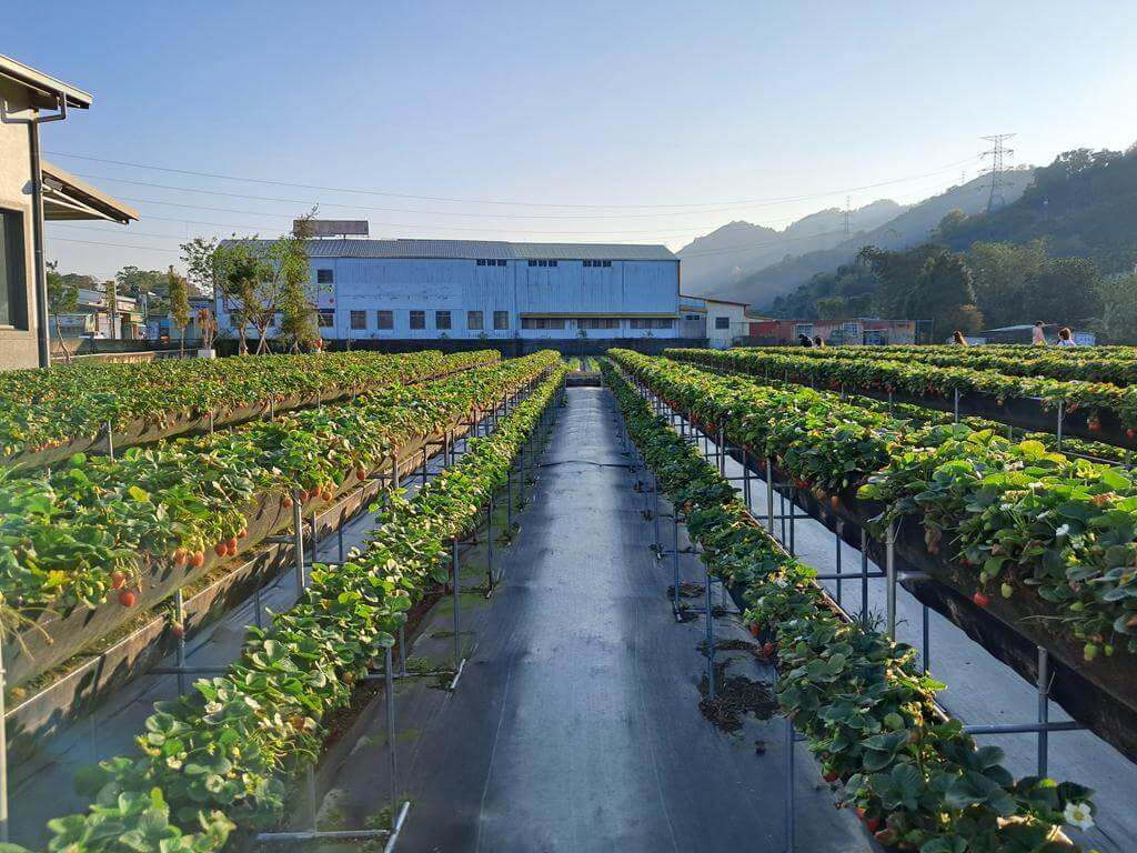 大湖採草莓（內山公路）的圖片：第5張照片