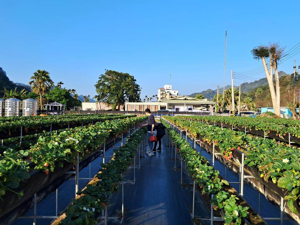 大湖採草莓（內山公路）的圖片：第6張照片