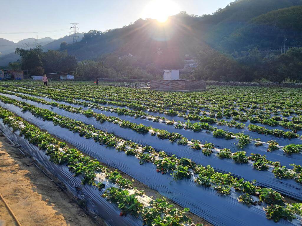 大湖採草莓（內山公路）的圖片：第7張照片
