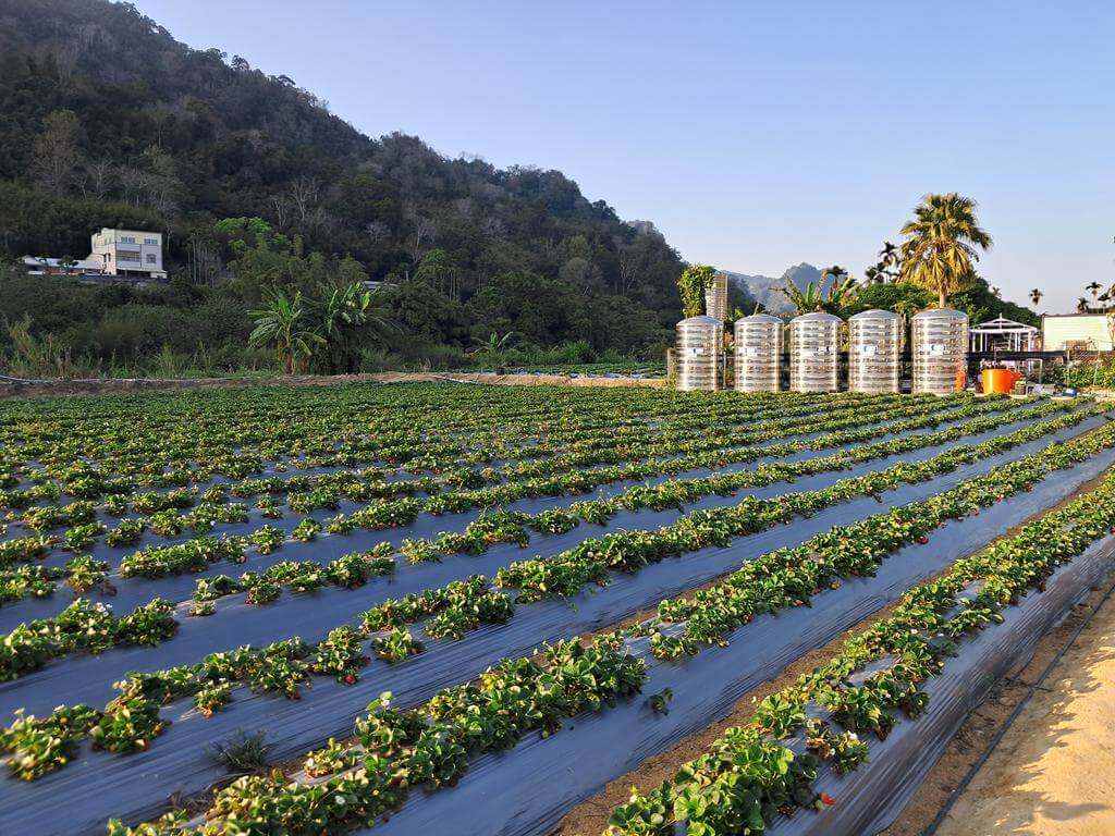 大湖採草莓（內山公路）的圖片：第8張照片