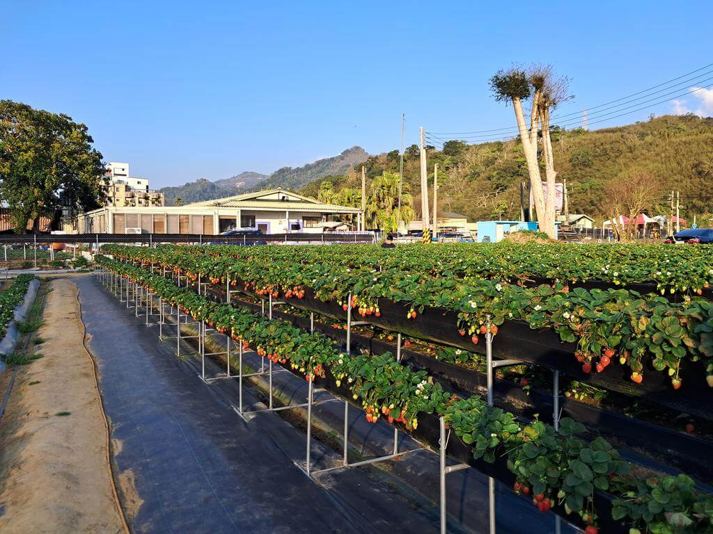 大湖採草莓（內山公路）的圖片：第10張照片