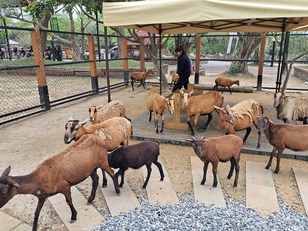 頑皮世界野生動物園的圖片：第12張照片