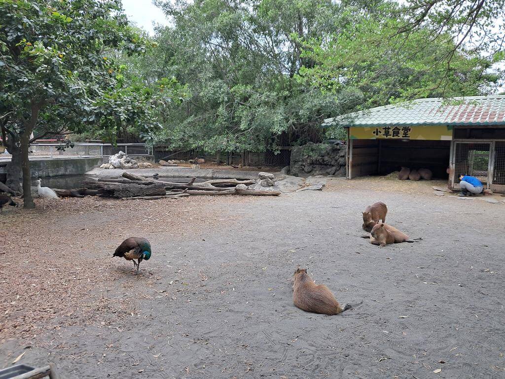 頑皮世界野生動物園的圖片：第14張照片