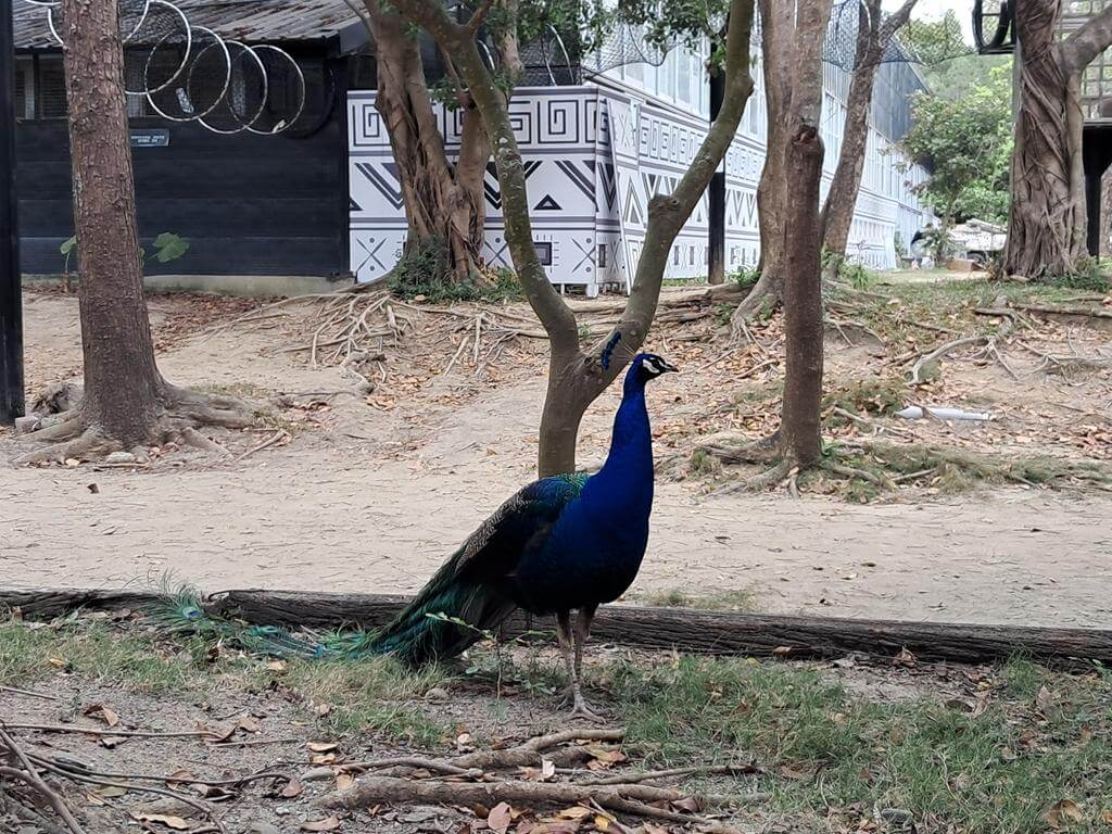 頑皮世界野生動物園的圖片：第17張照片