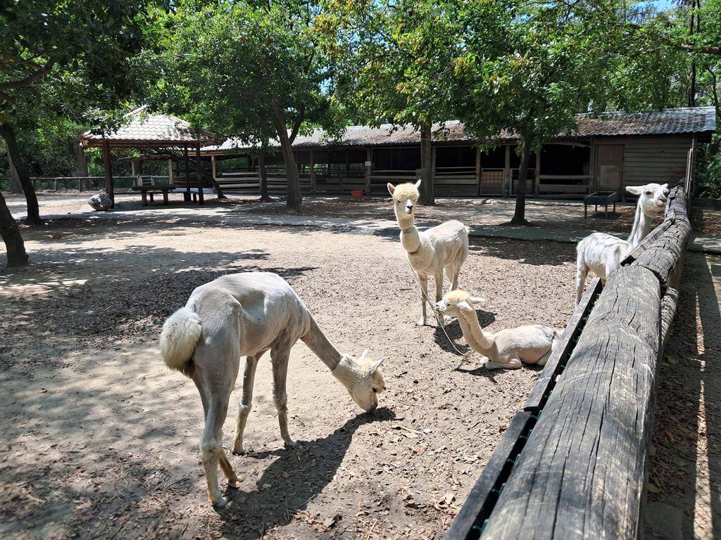 頑皮世界野生動物園的圖片：第29張照片