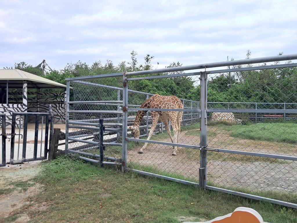 頑皮世界野生動物園的圖片：第49張照片
