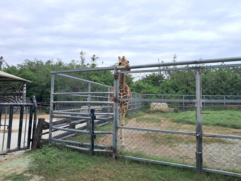 頑皮世界野生動物園的圖片：第50張照片