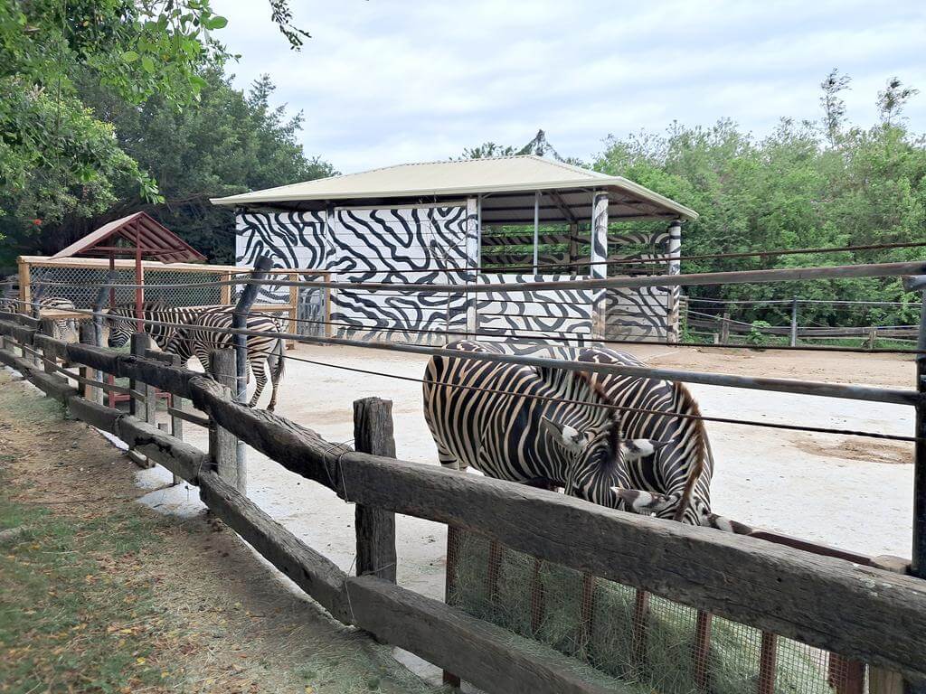 頑皮世界野生動物園的圖片：第51張照片