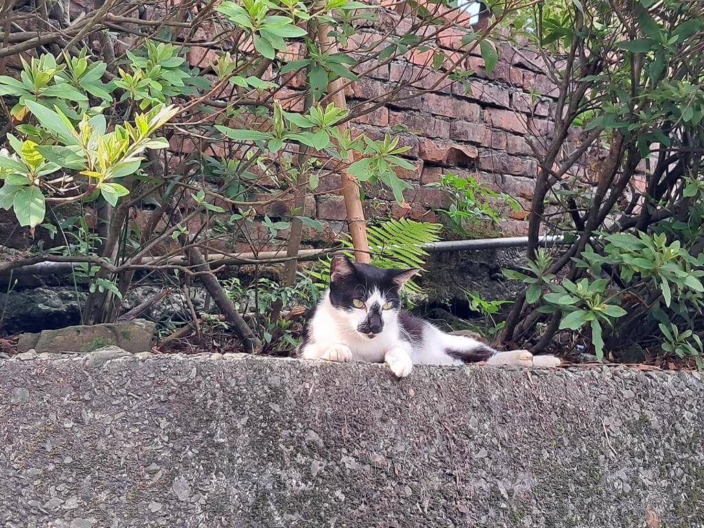 猴硐貓村的圖片：第31張照片