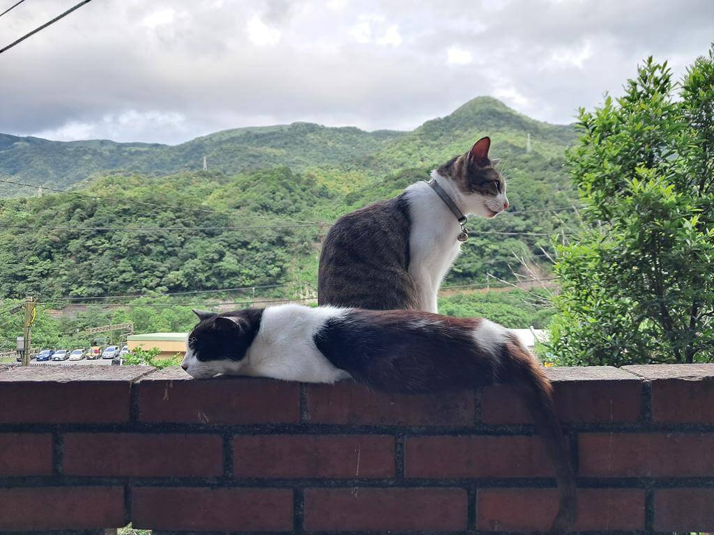 猴硐貓村的圖片：第38張照片