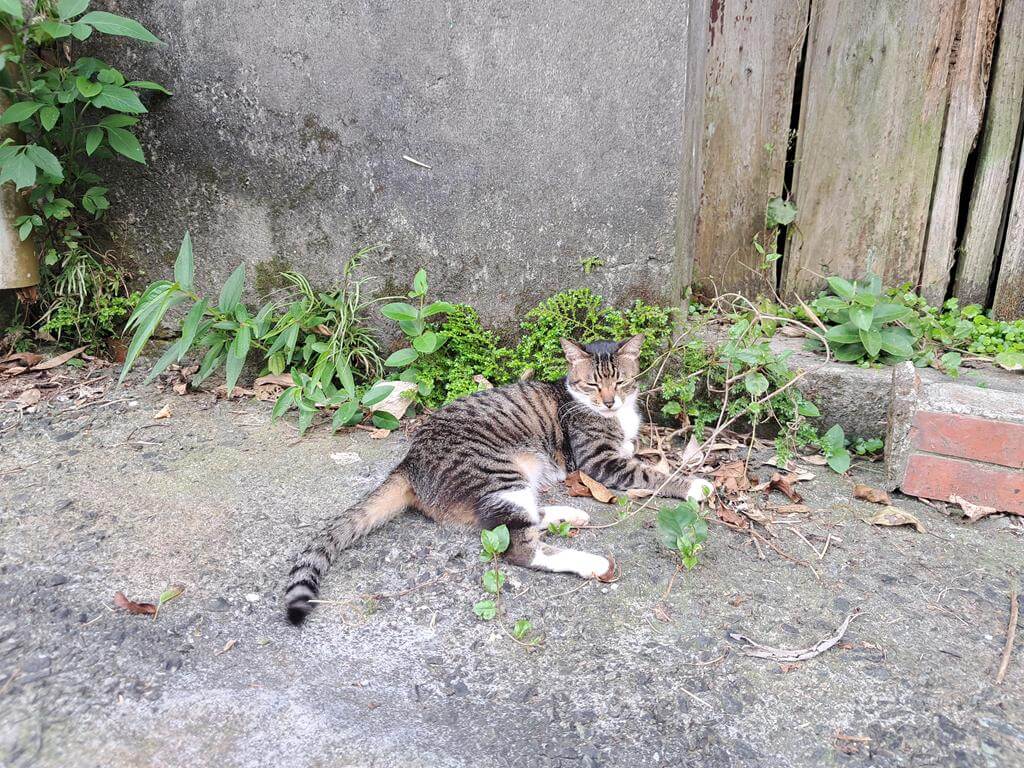 猴硐貓村的圖片：第43張照片