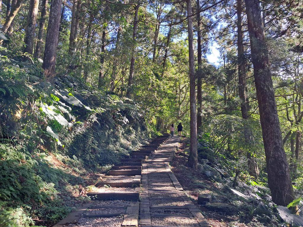 東眼山國家森林遊樂區的圖片：第10張照片