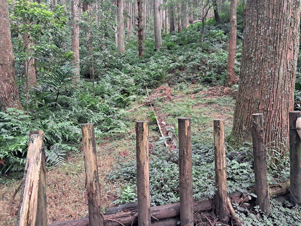 東眼山國家森林遊樂區的圖片：第12張照片