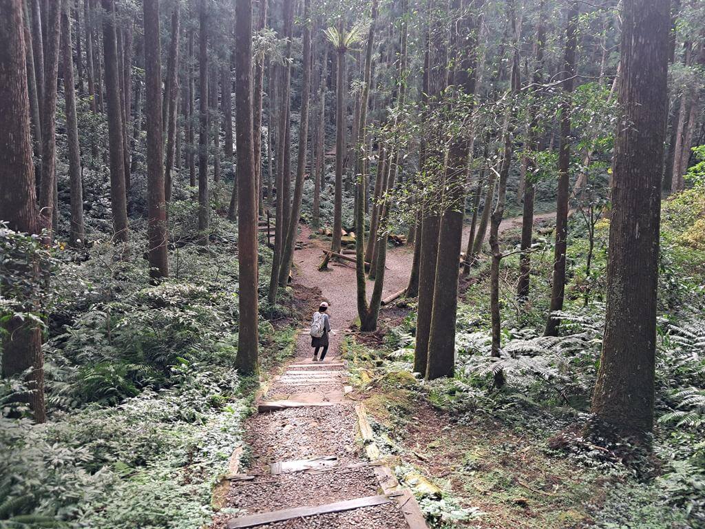 東眼山國家森林遊樂區的圖片：第13張照片
