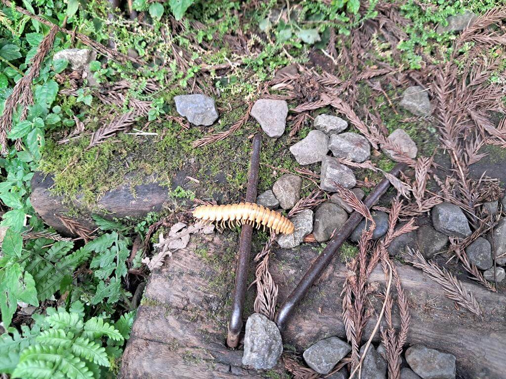 東眼山國家森林遊樂區的圖片：第14張照片