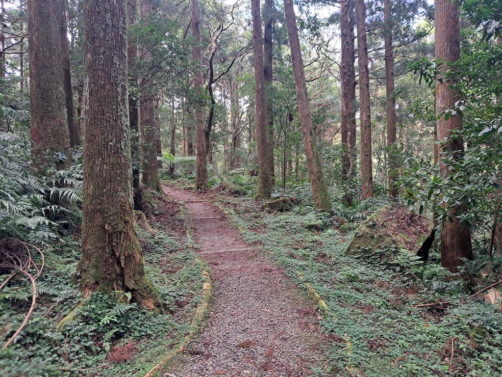 東眼山國家森林遊樂區的圖片：第16張照片