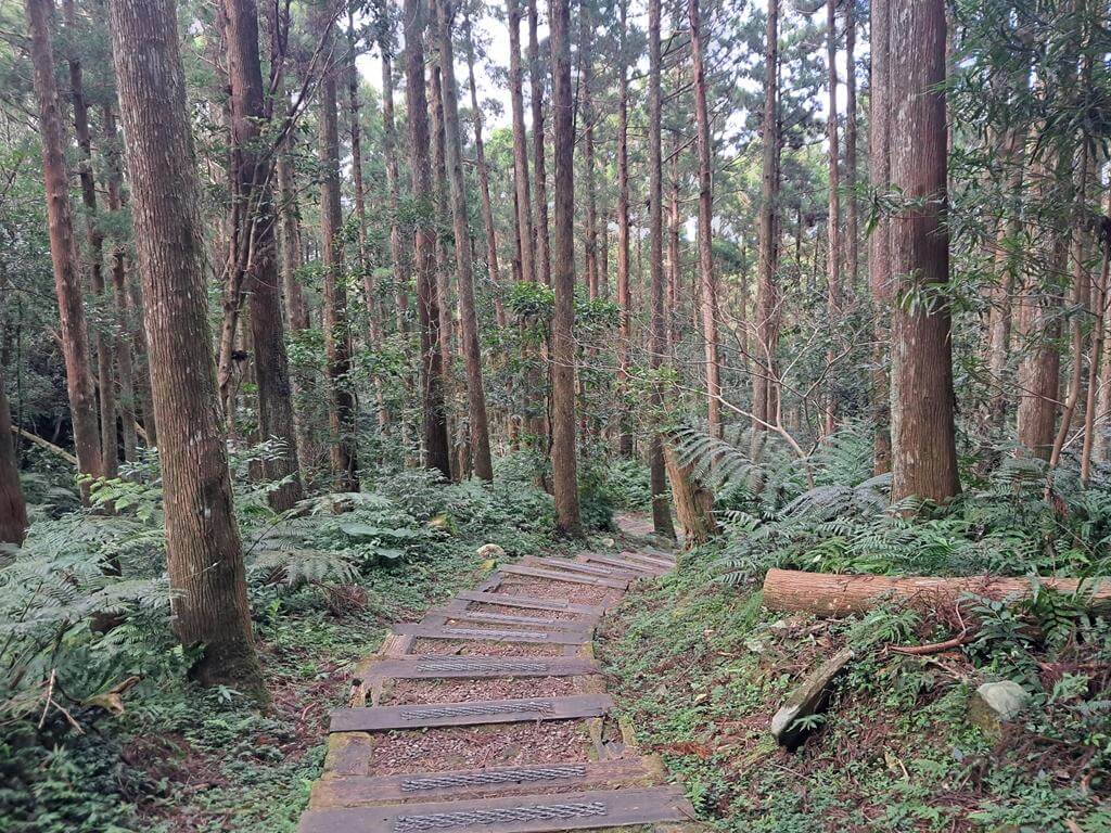 東眼山國家森林遊樂區的圖片：第17張照片