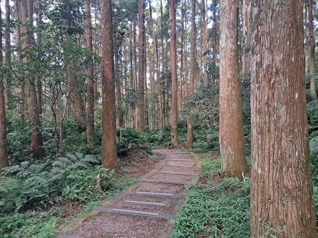 東眼山國家森林遊樂區的圖片：第19張照片