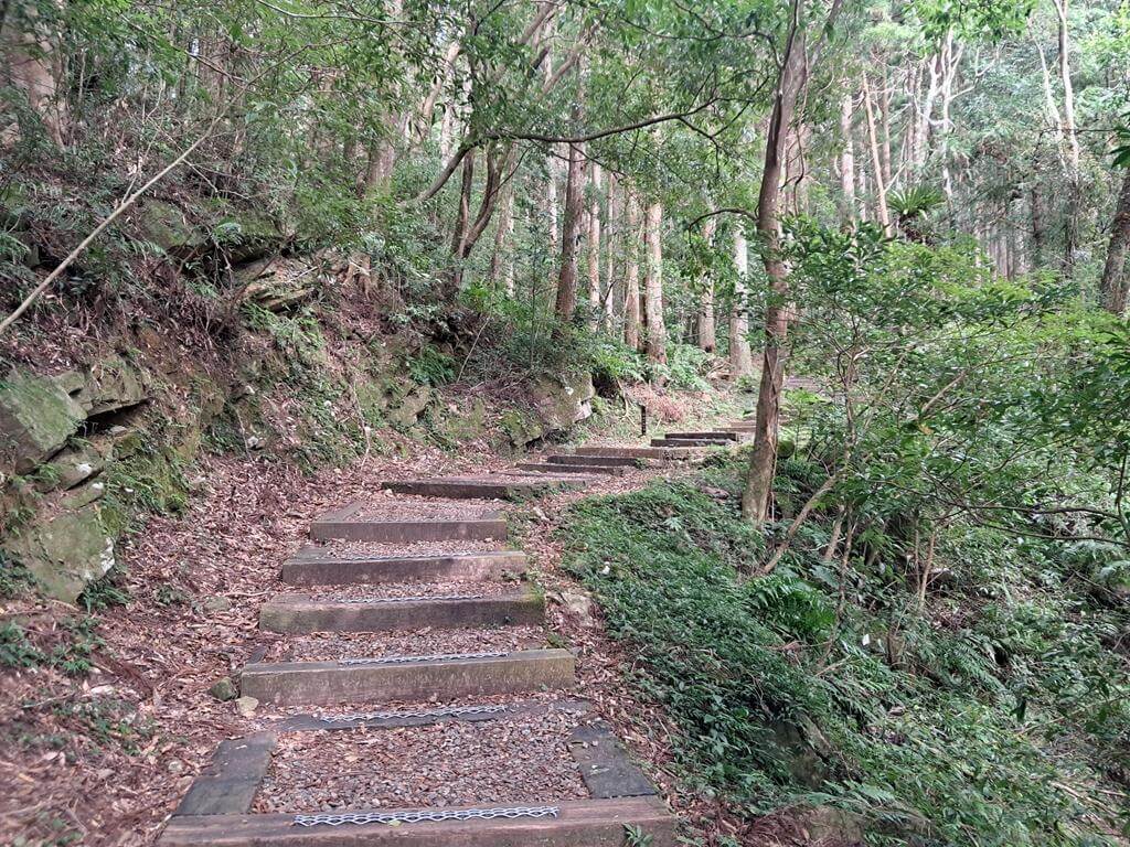 東眼山國家森林遊樂區的圖片：第20張照片