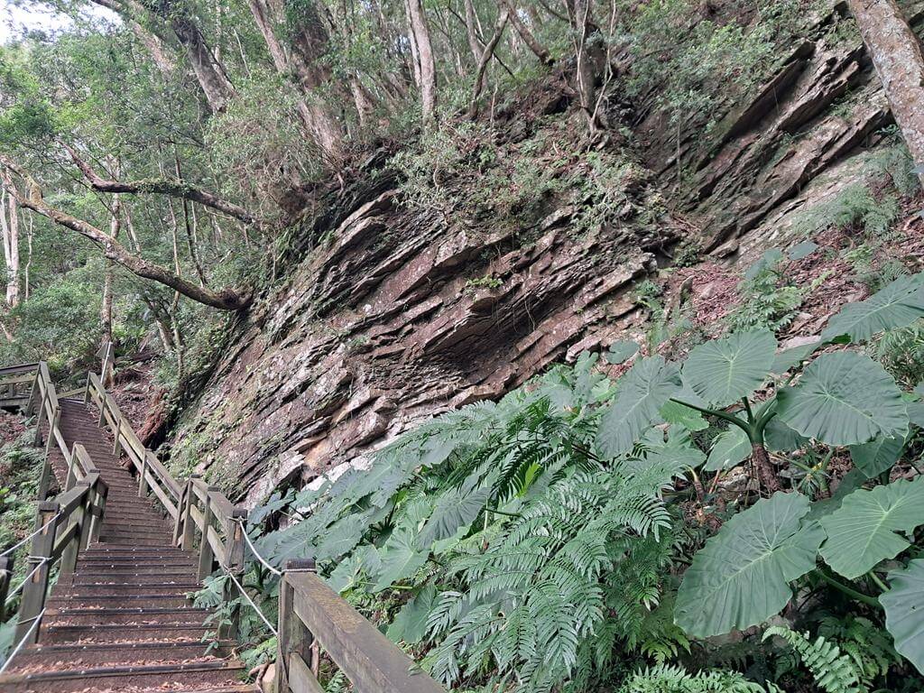 東眼山國家森林遊樂區的圖片：第21張照片
