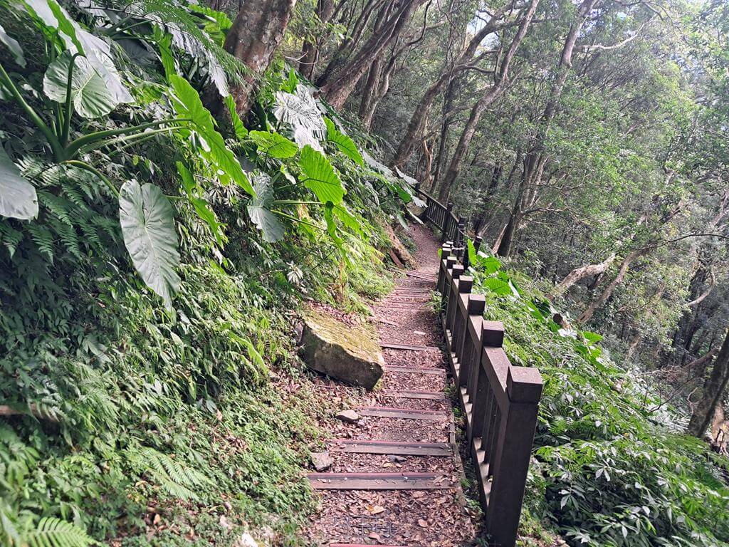 東眼山國家森林遊樂區的圖片：第22張照片