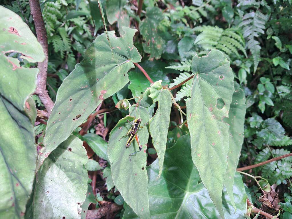 東眼山國家森林遊樂區的圖片：第23張照片