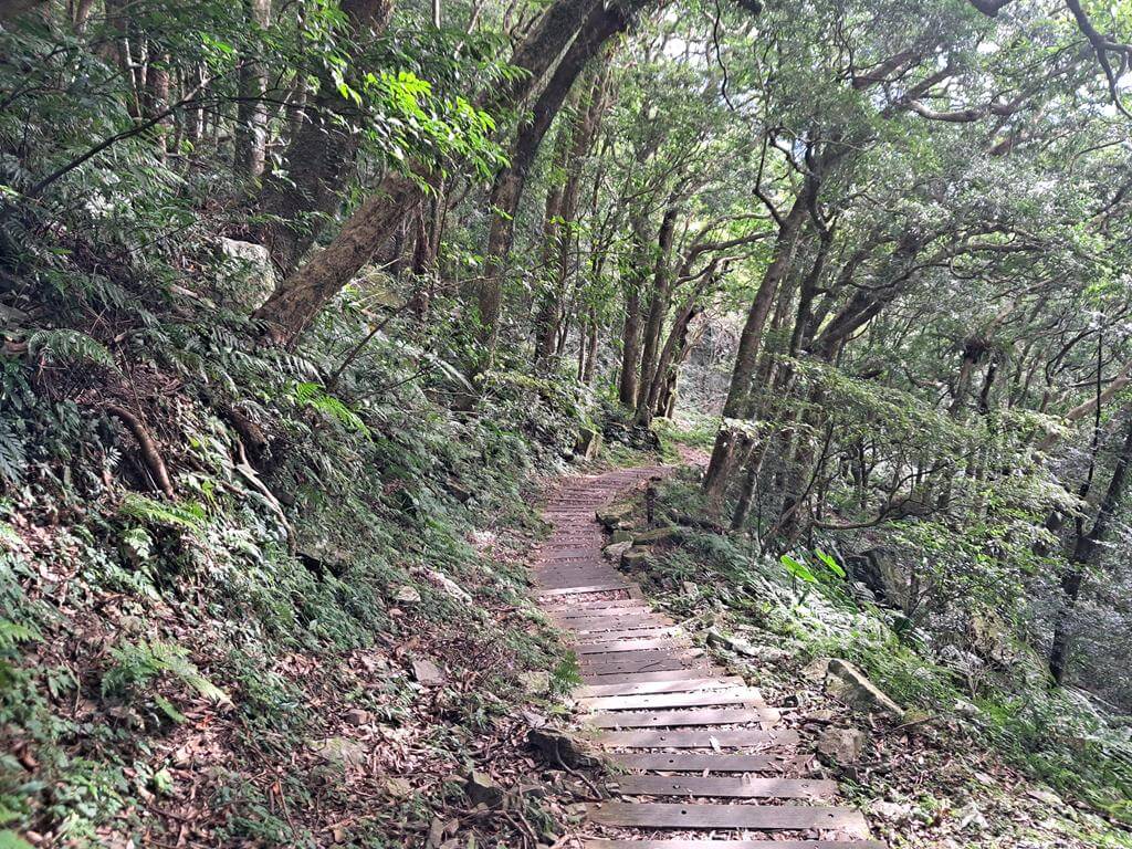 東眼山國家森林遊樂區的圖片：第24張照片