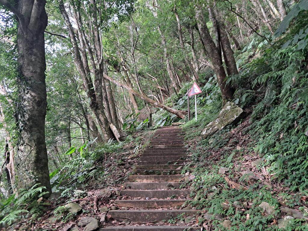 東眼山國家森林遊樂區的圖片：第25張照片