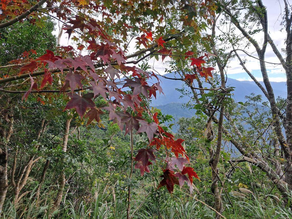 東眼山國家森林遊樂區的圖片：第28張照片