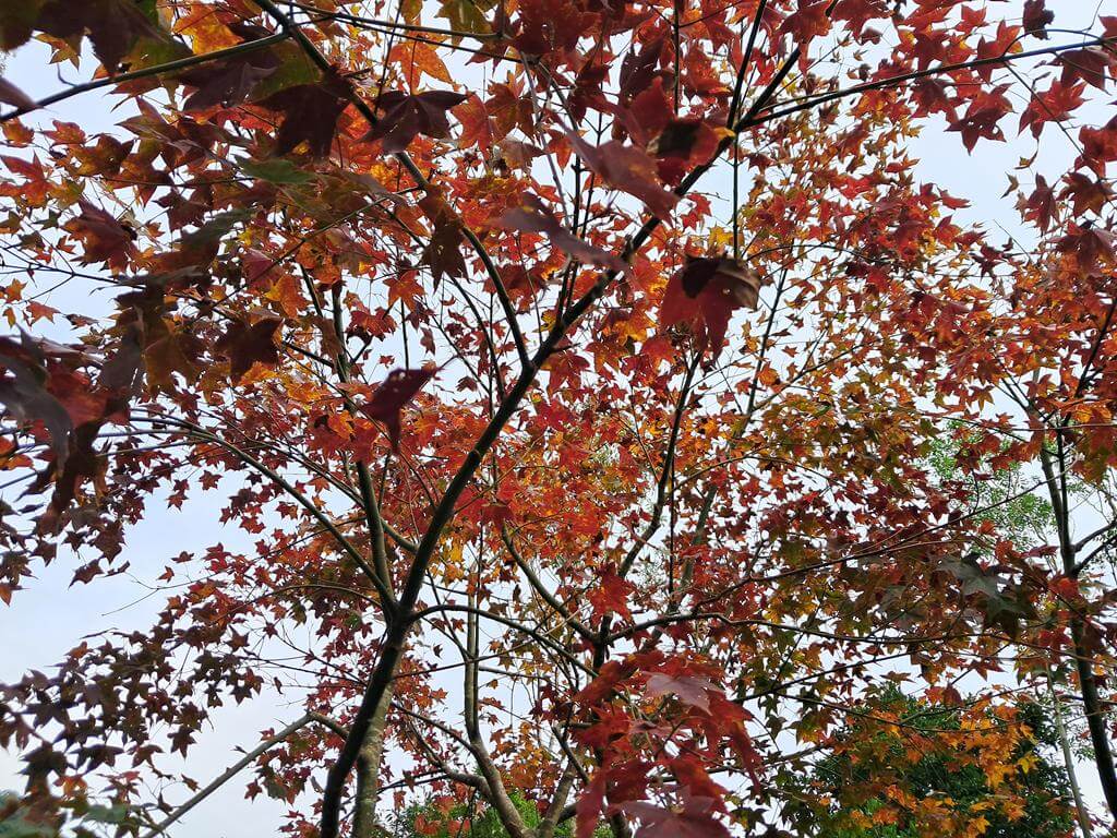 東眼山國家森林遊樂區的圖片：第29張照片