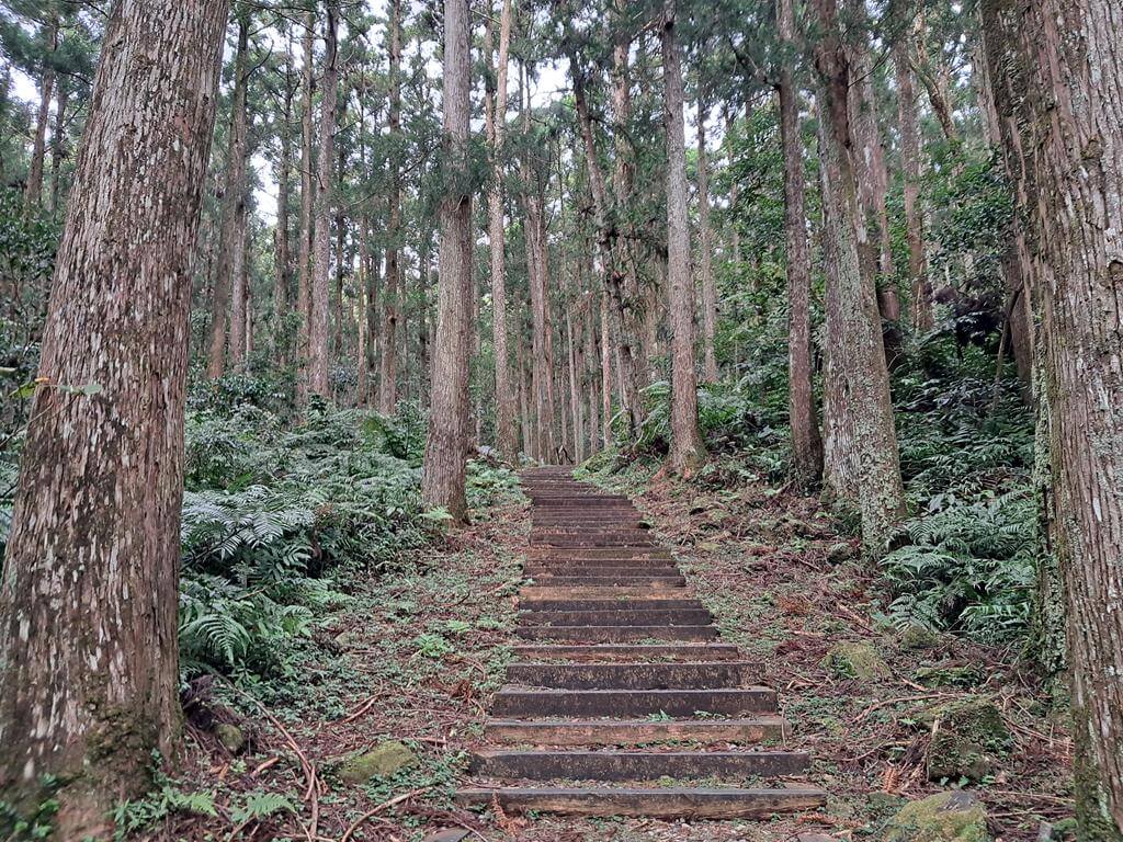 東眼山國家森林遊樂區的圖片：第30張照片