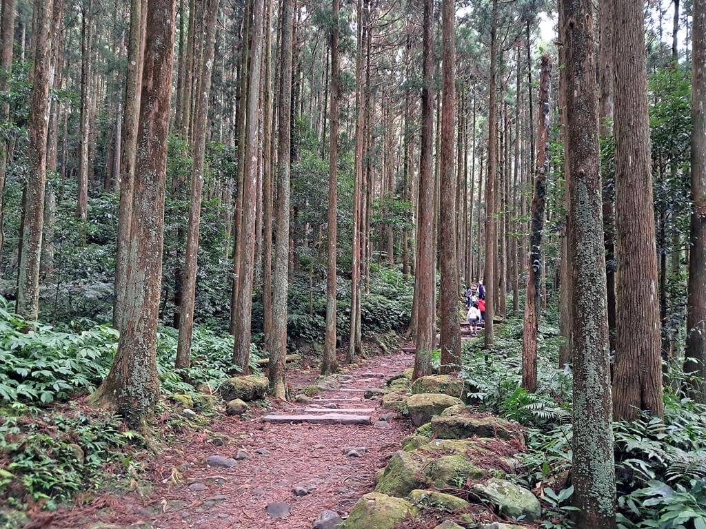 馬武督探索森林的圖片：第14張照片