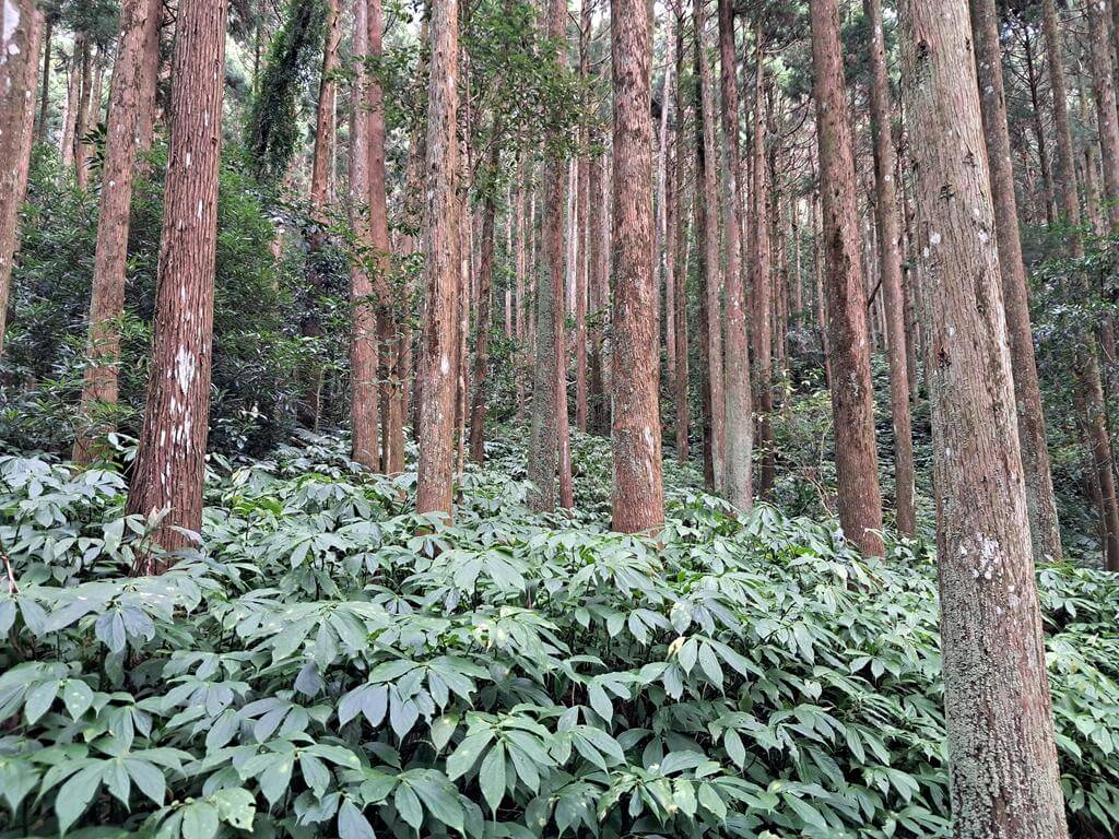 馬武督探索森林的圖片：第15張照片