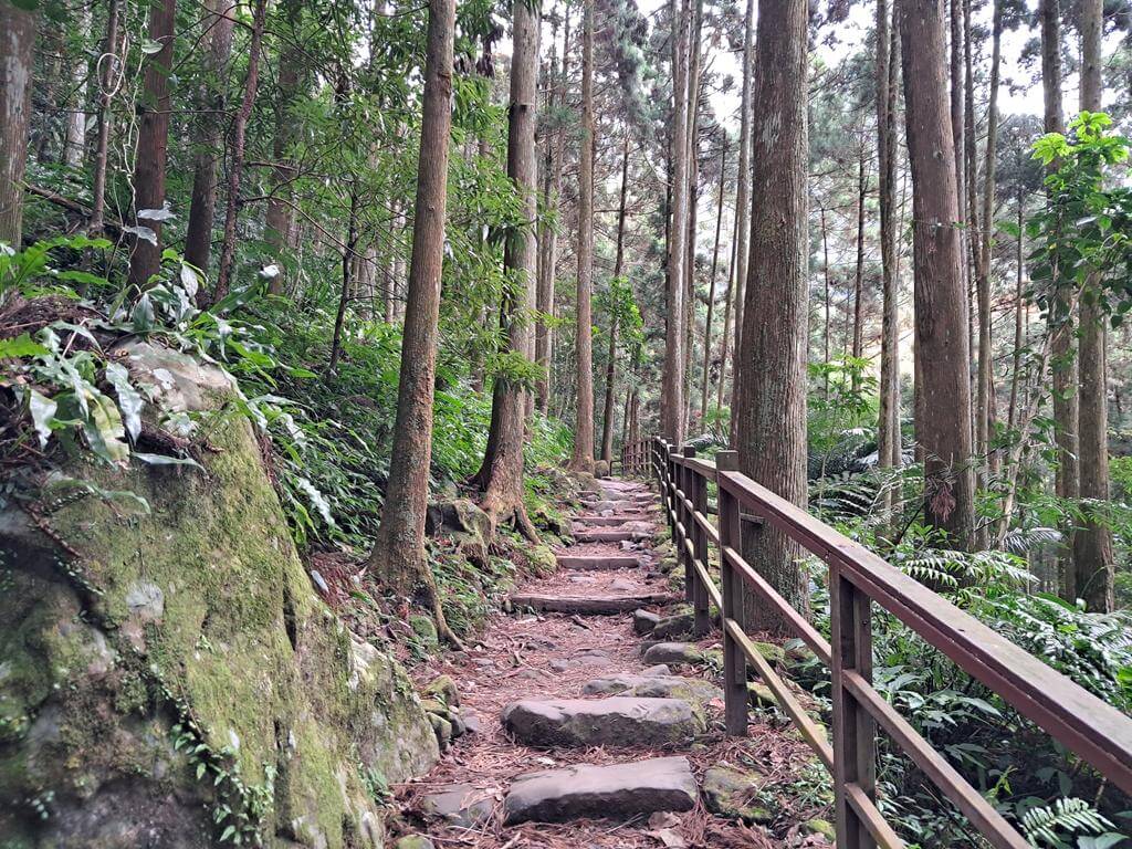 馬武督探索森林的圖片：第19張照片