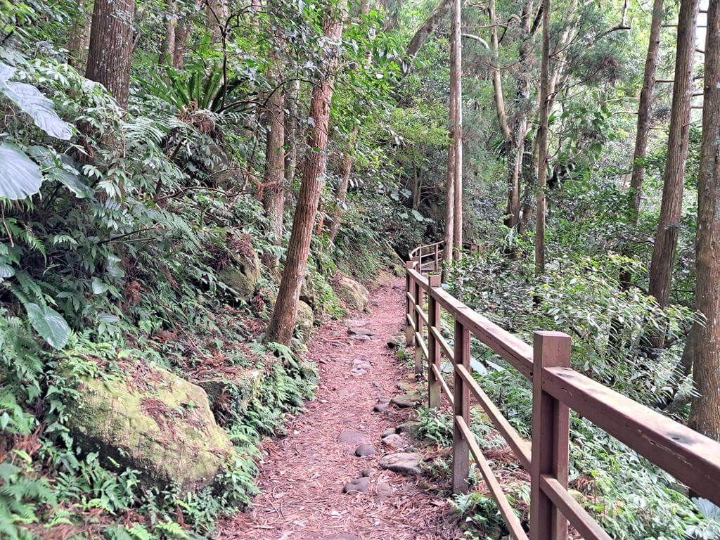 馬武督探索森林的圖片：第20張照片