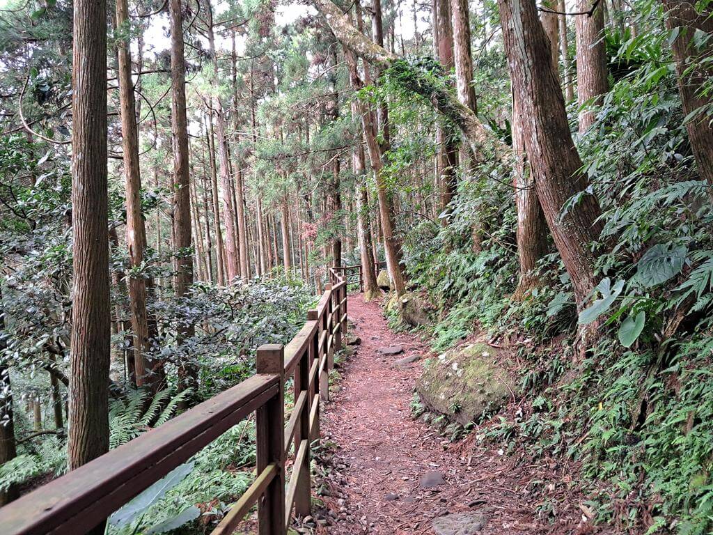 馬武督探索森林的圖片：第22張照片