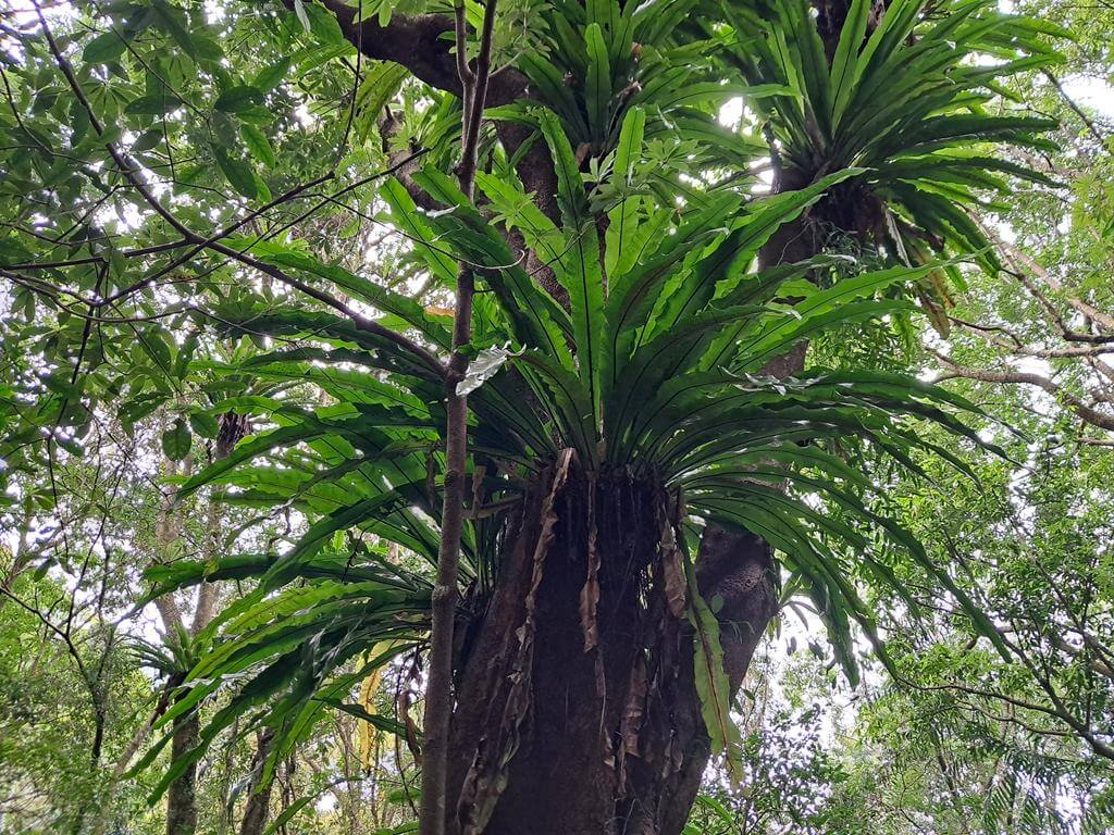 馬武督探索森林的圖片：第23張照片