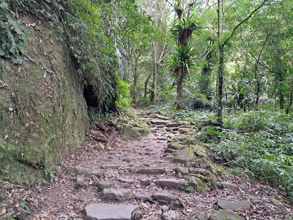 馬武督探索森林的圖片：第24張照片