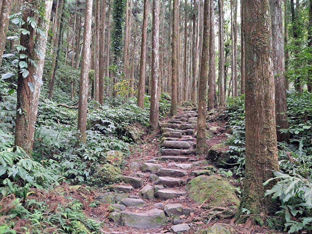 馬武督探索森林的圖片：第25張照片