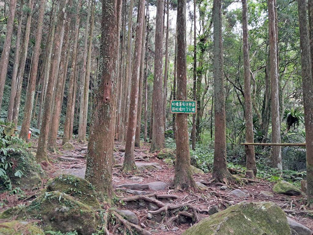 馬武督探索森林的圖片：第26張照片