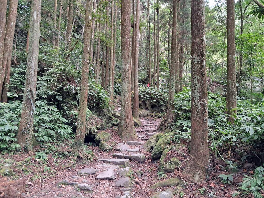 馬武督探索森林的圖片：第27張照片