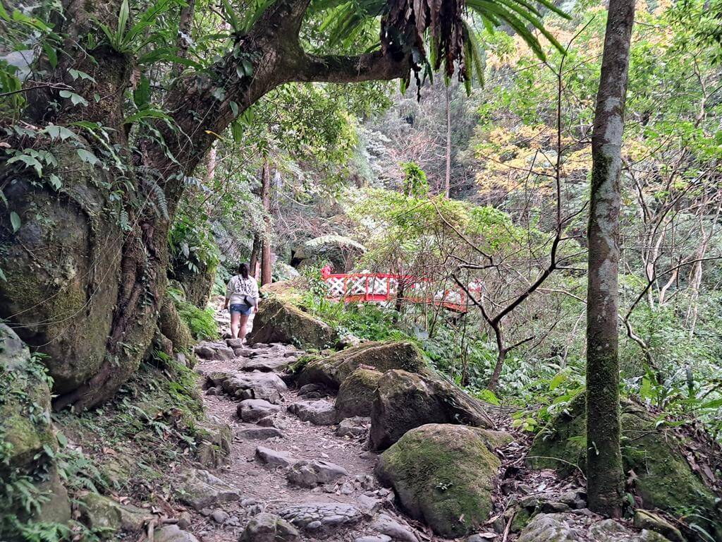 馬武督探索森林的圖片：第28張照片