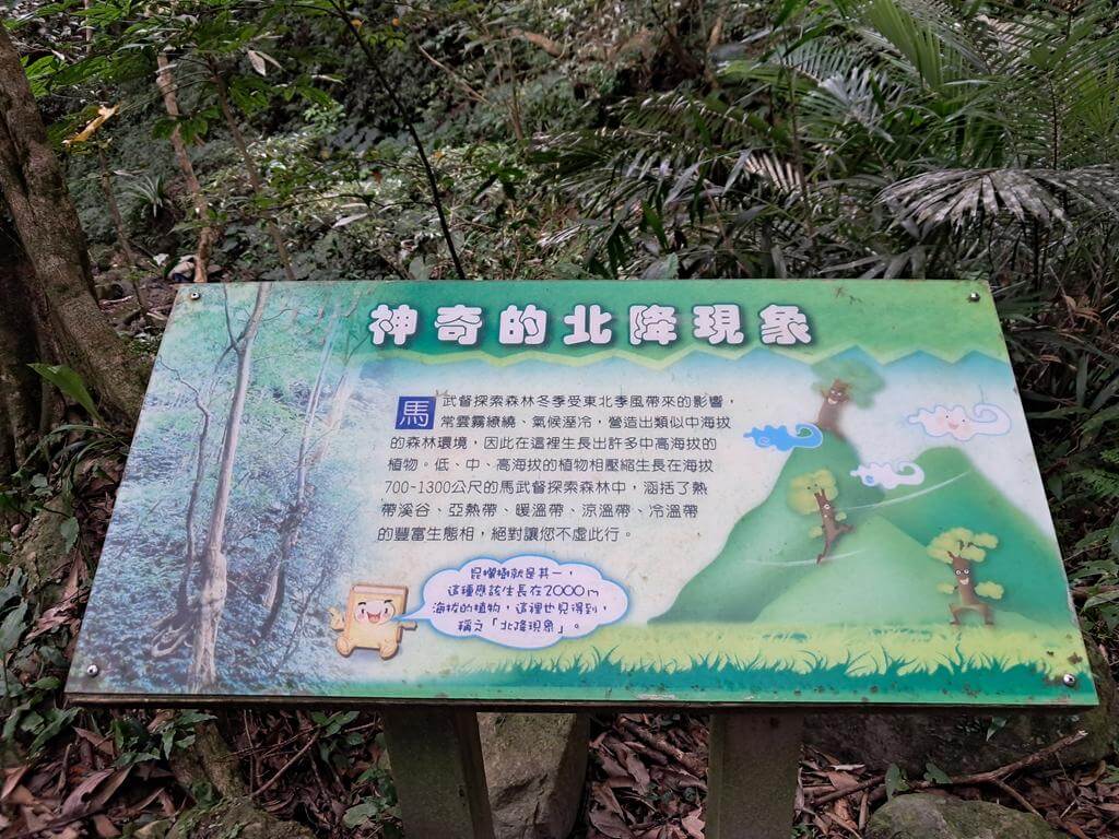 馬武督探索森林的圖片：第33張照片