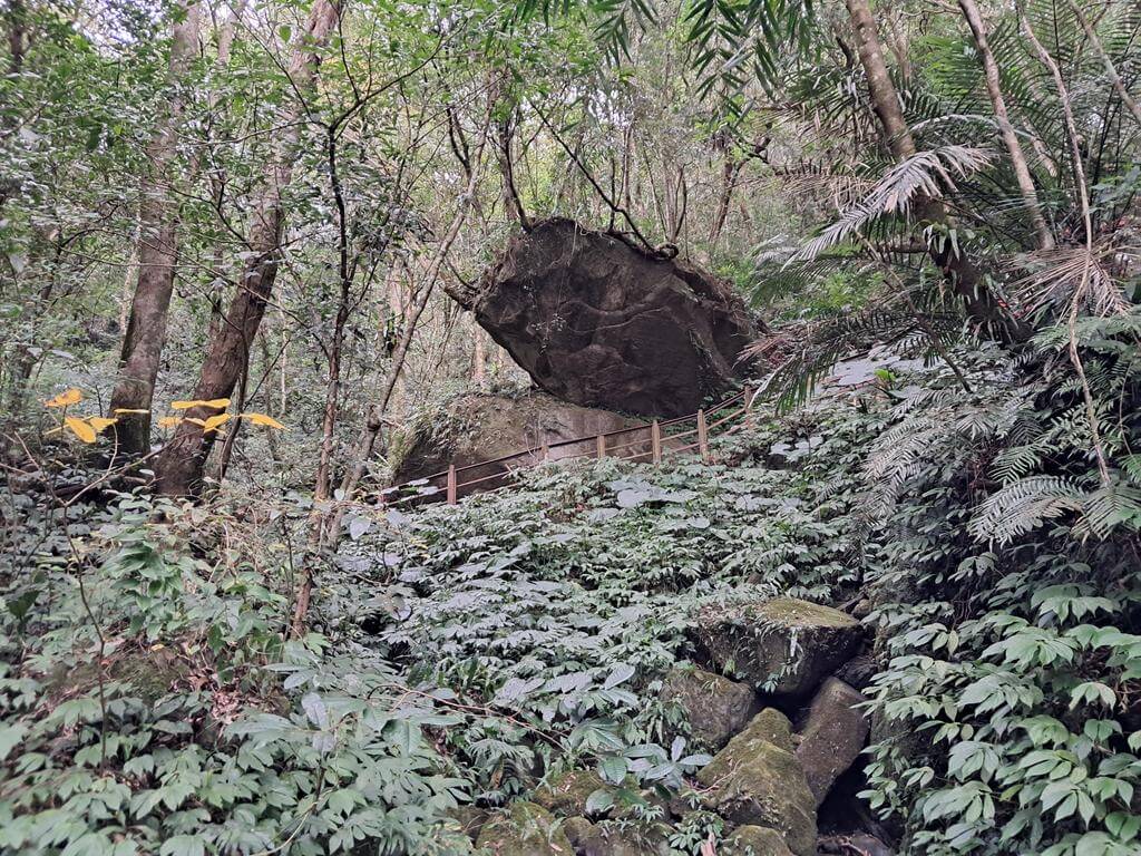 馬武督探索森林的圖片：第35張照片