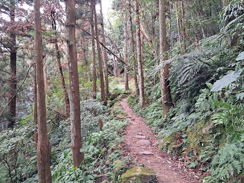 馬武督探索森林的圖片：第38張照片