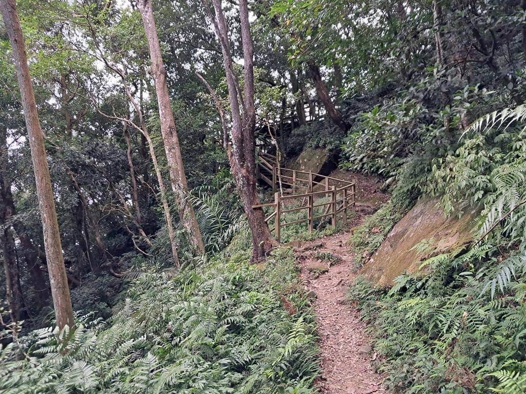 馬武督探索森林的圖片：第39張照片