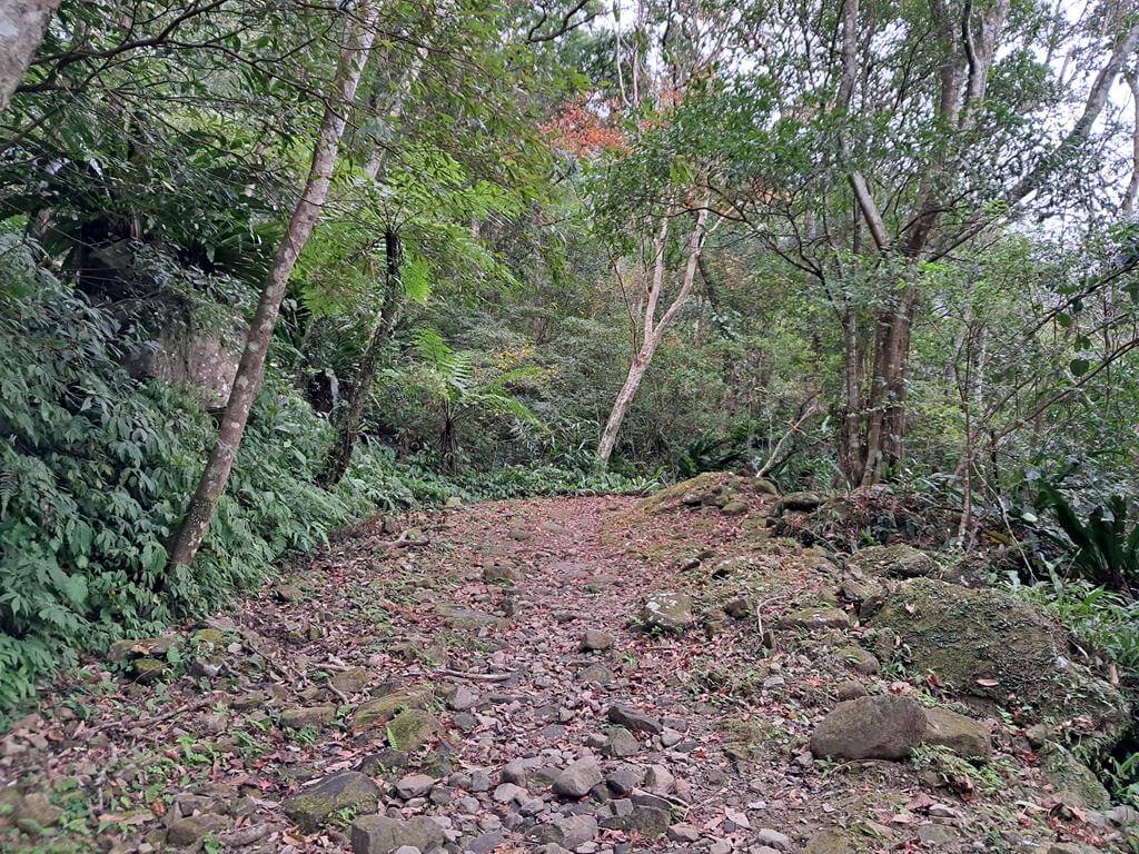 馬武督探索森林的圖片：第42張照片