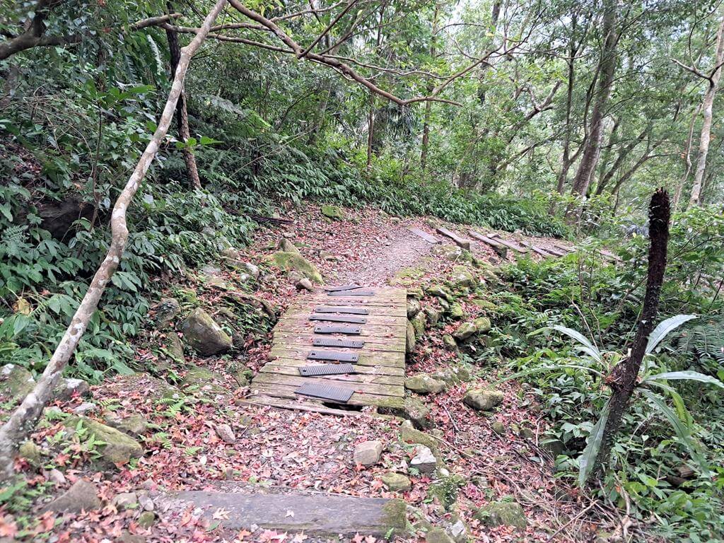 馬武督探索森林的圖片：第43張照片