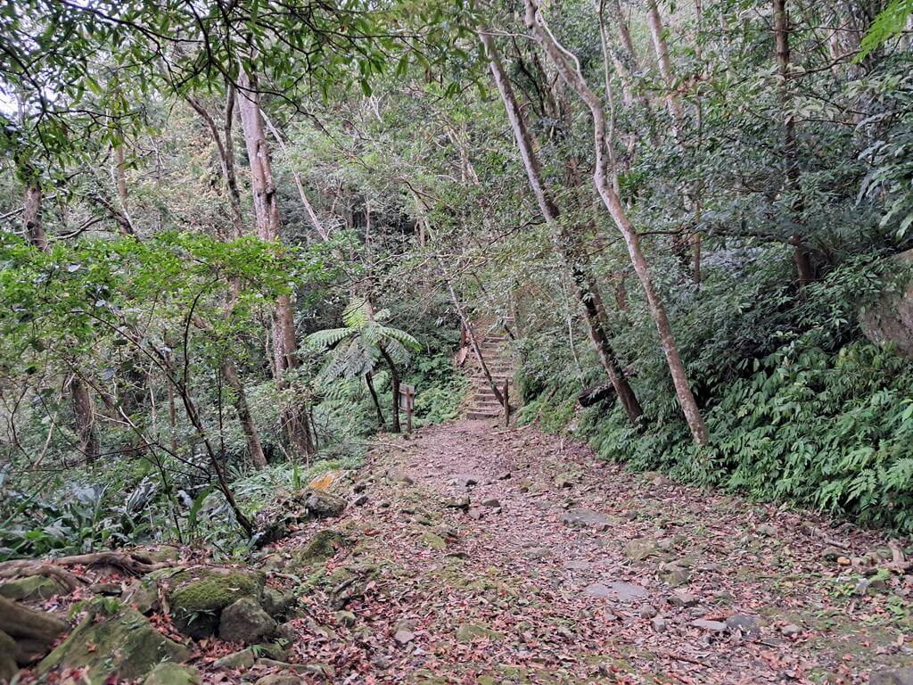 馬武督探索森林的圖片：第44張照片