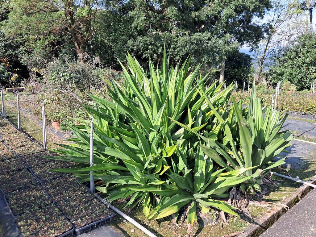 仁山植物園的圖片：第16張照片